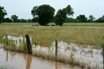 Livestock Safety Paramount During Floodings